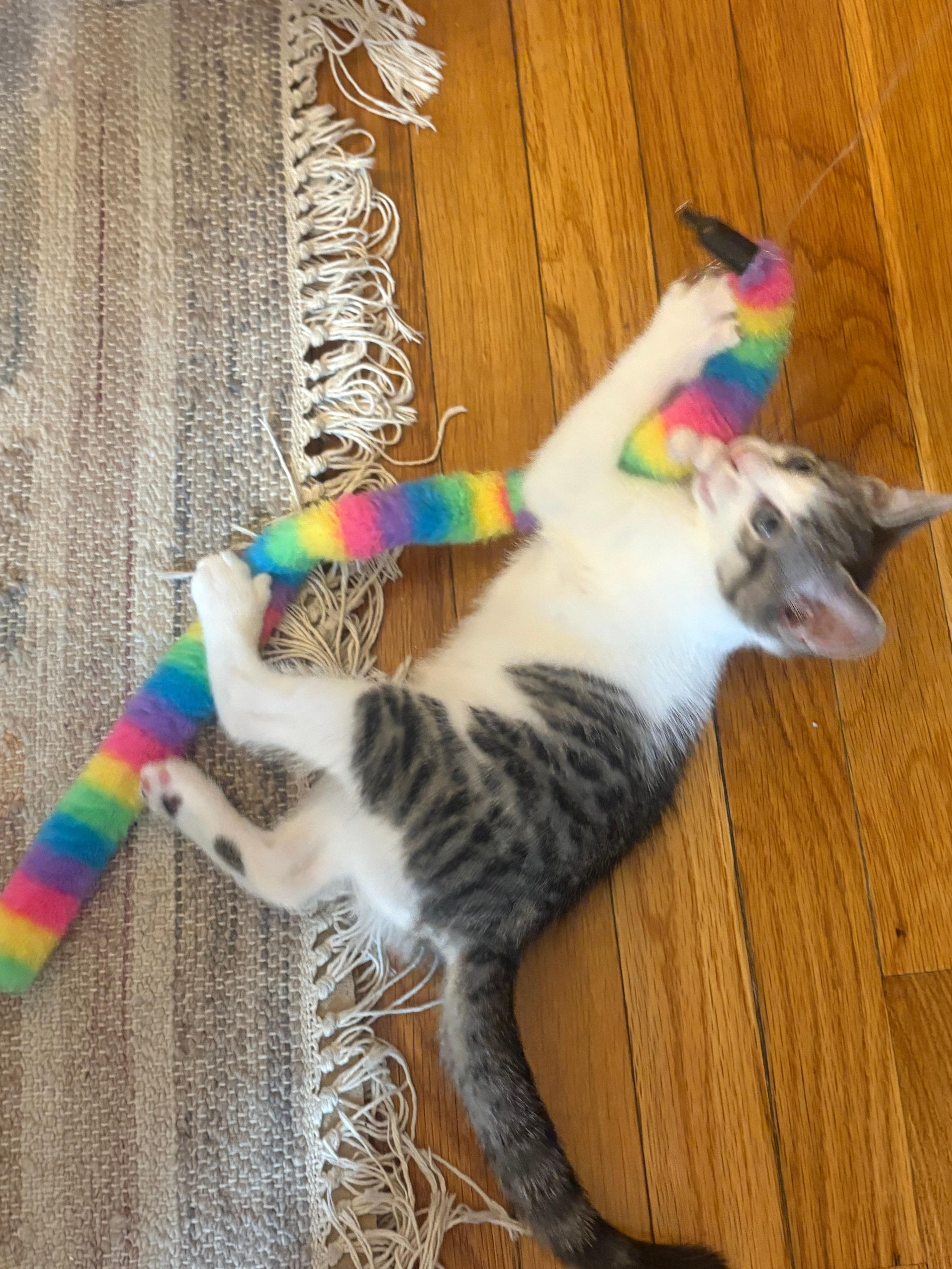Enlarge Flora, an adopted Domestic Short Hair in Melrose, MA image 4/5