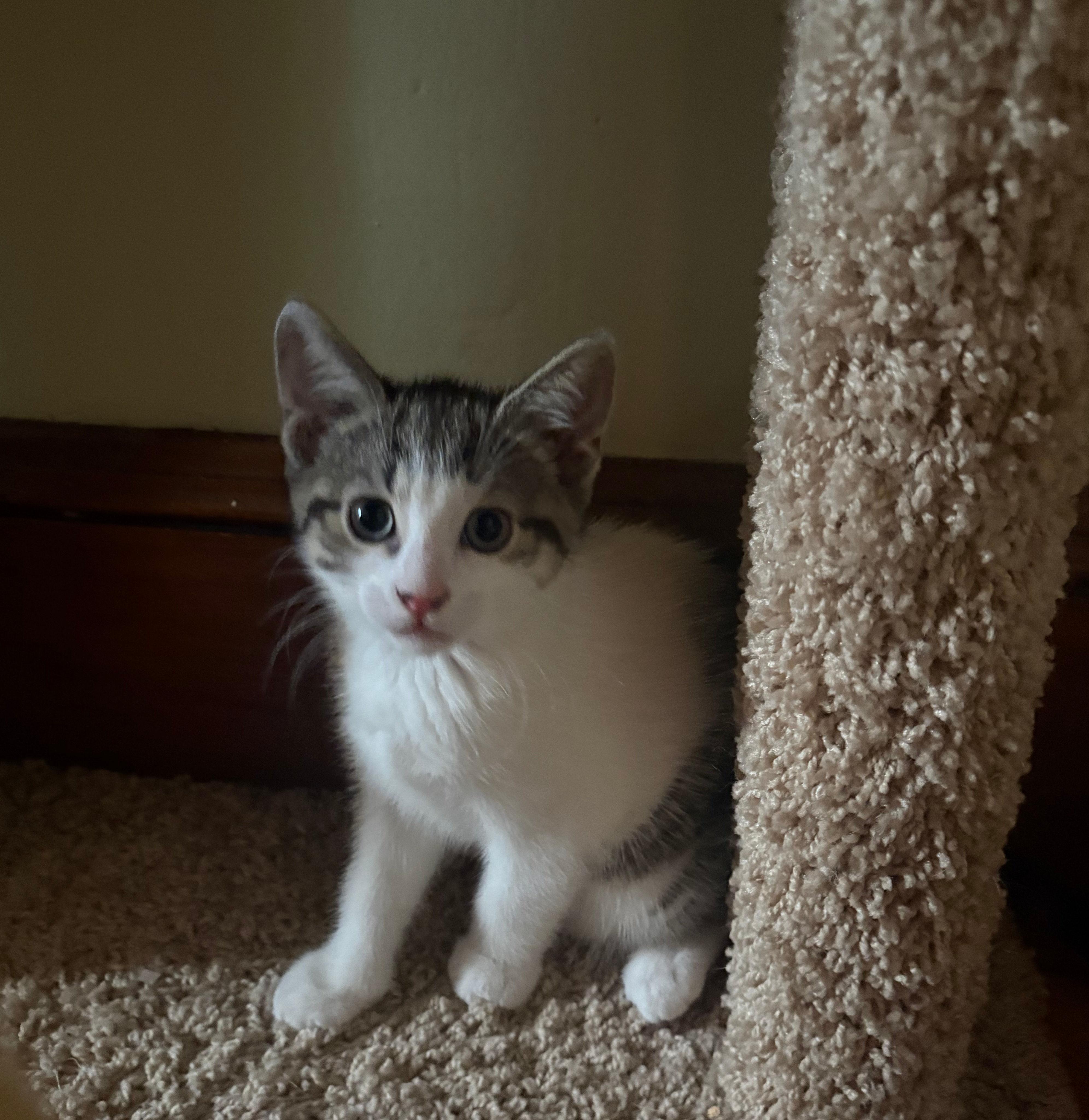 Flora, adopted, Kitten Female Domestic Short Hair.