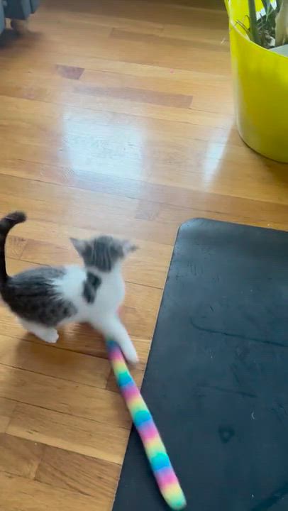 Enlarge Flora, an adopted Domestic Short Hair in Melrose, MA video 5/5