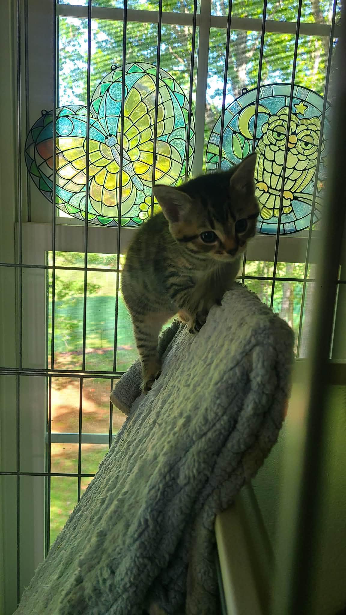 Enlarge *Turkey, a Adoptable Domestic Short Hair in Forest, VA image 2/3