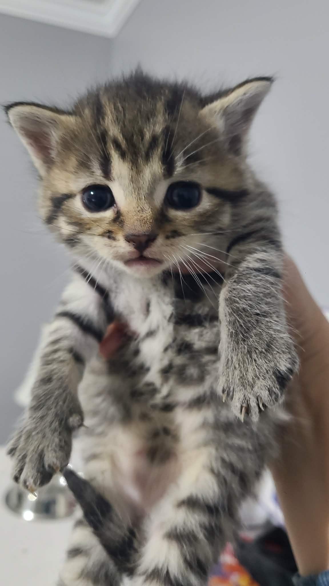 Enlarge *Turkey, a Adoptable Domestic Short Hair in Forest, VA image 3/3