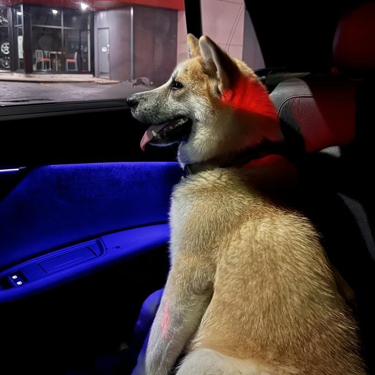 Mr. Happy Hatch( Hachiko), a Adoptable mixed breed in Ridgefield, WA image 5/6