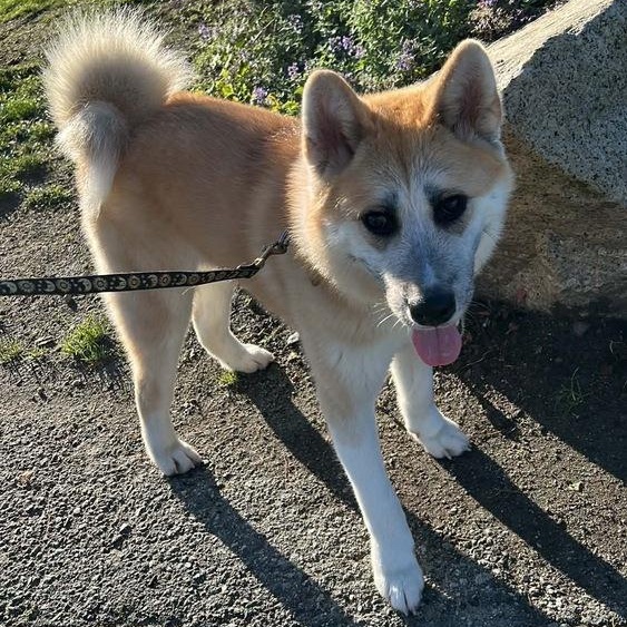 Mr. Happy Hatch( Hachiko), a Adoptable mixed breed in Ridgefield, WA image 2/6