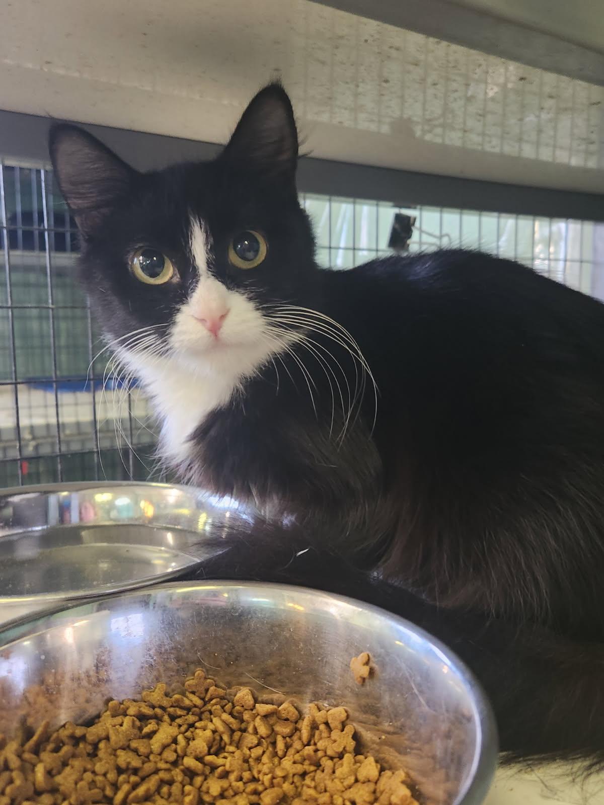 Enlarge Raisin, a Adoptable Domestic Medium Hair in Crossville, TN image 1/1