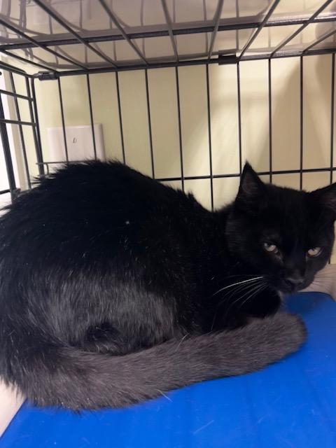 Henrietta, ADOPTABLE, Young Female Domestic Medium Hair.