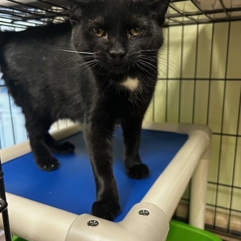 Enlarge Henrietta, a ADOPTABLE Domestic Medium Hair in Cape May, NJ image 2/2