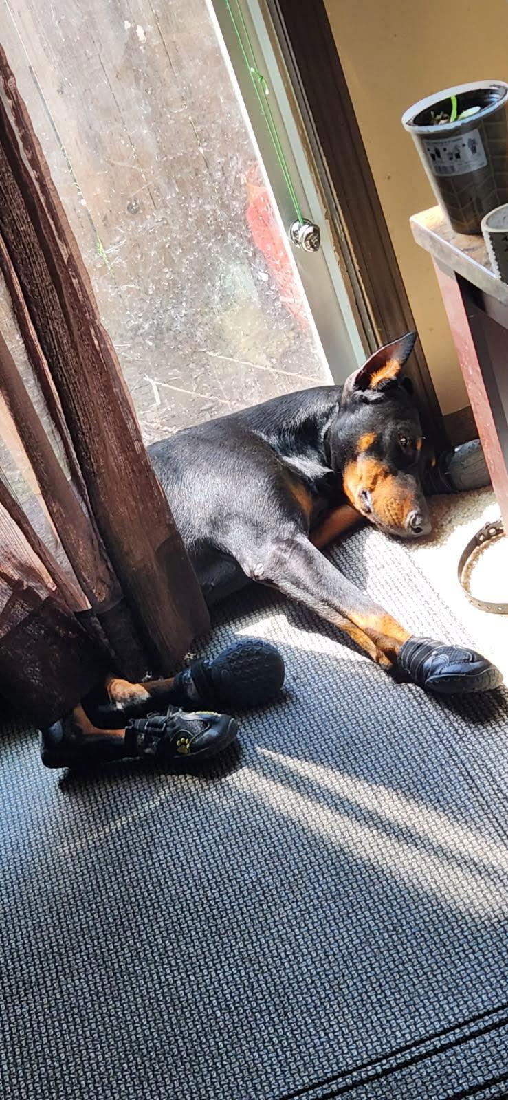 Roscoe, a Adoptable Doberman Pinscher in Buffalo, MN image 1/3