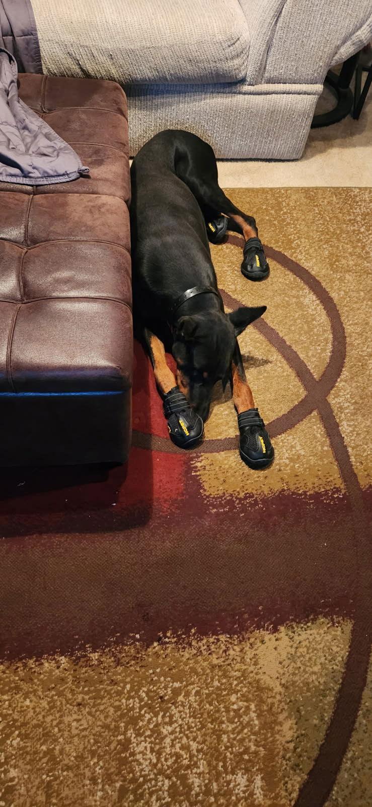 Roscoe, a Adoptable Doberman Pinscher in Buffalo, MN image 2/3