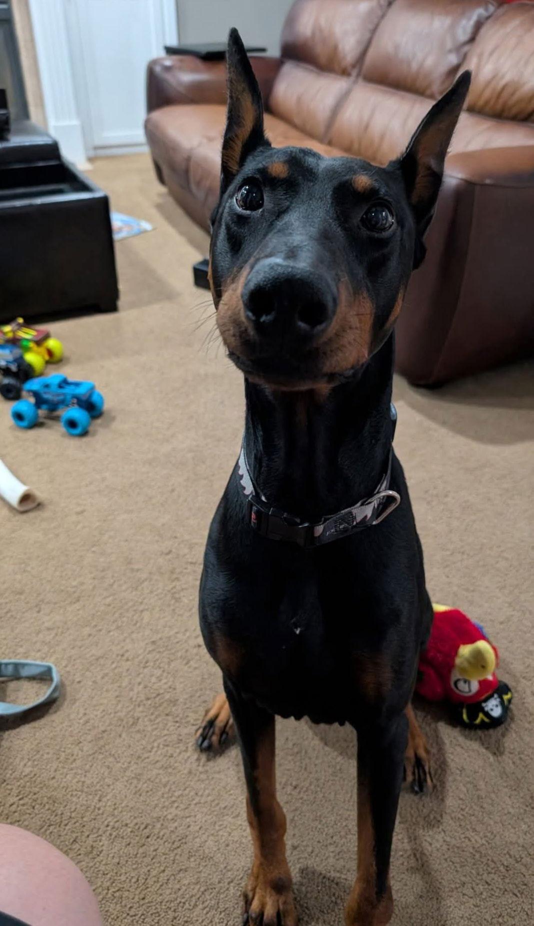 Roscoe, a Adoptable Doberman Pinscher in Buffalo, MN image 3/3