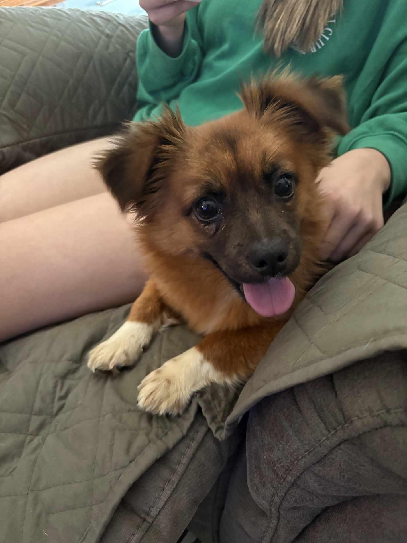 Enlarge Julie, a Adopted mixed breed in Beaumont, TX image 1/2