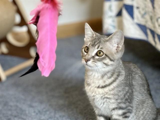 VIHUELA, Adoptable, Kitten Female Domestic Short Hair.
