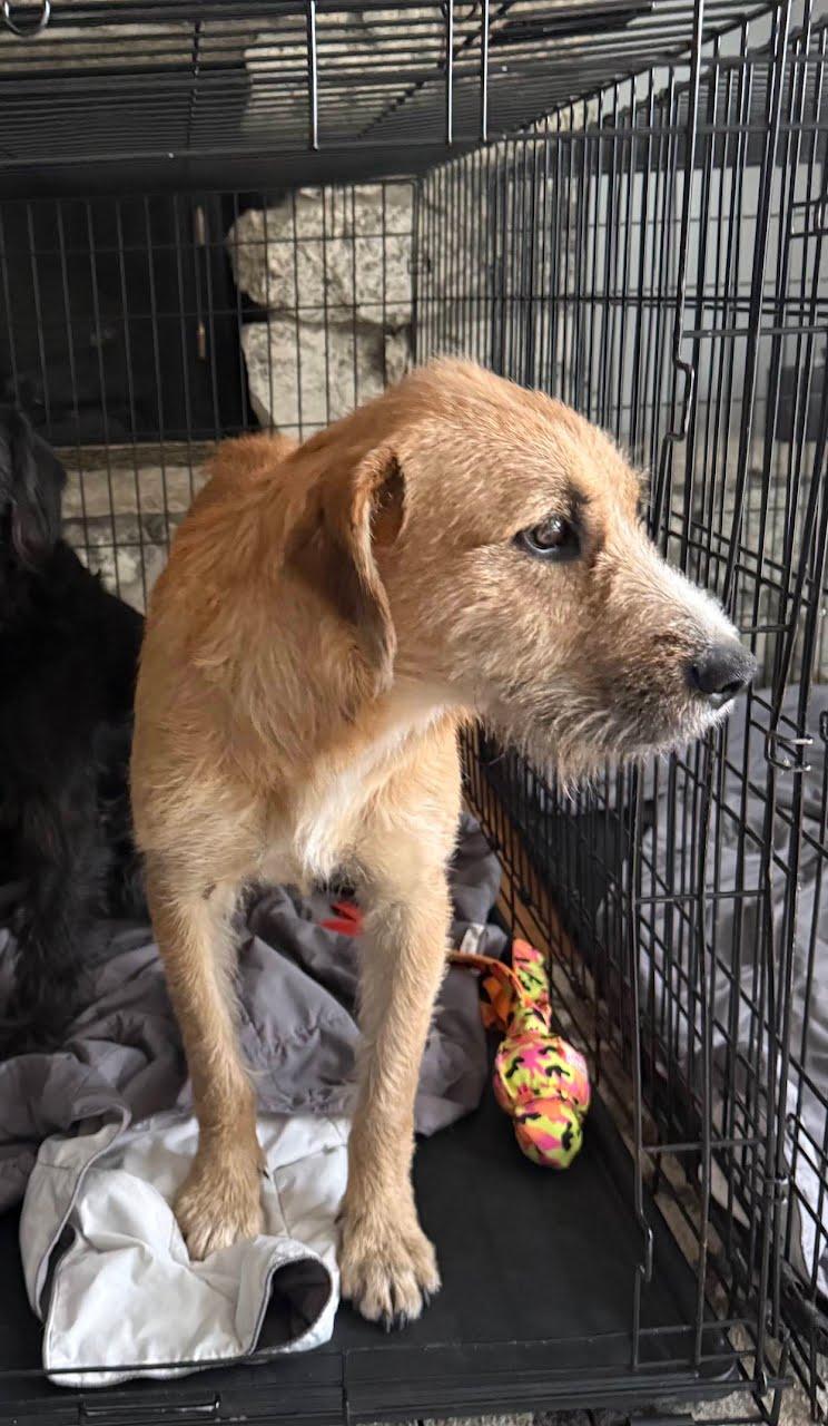 BLossom 1531, Adoptable, Young Female Schnauzer.