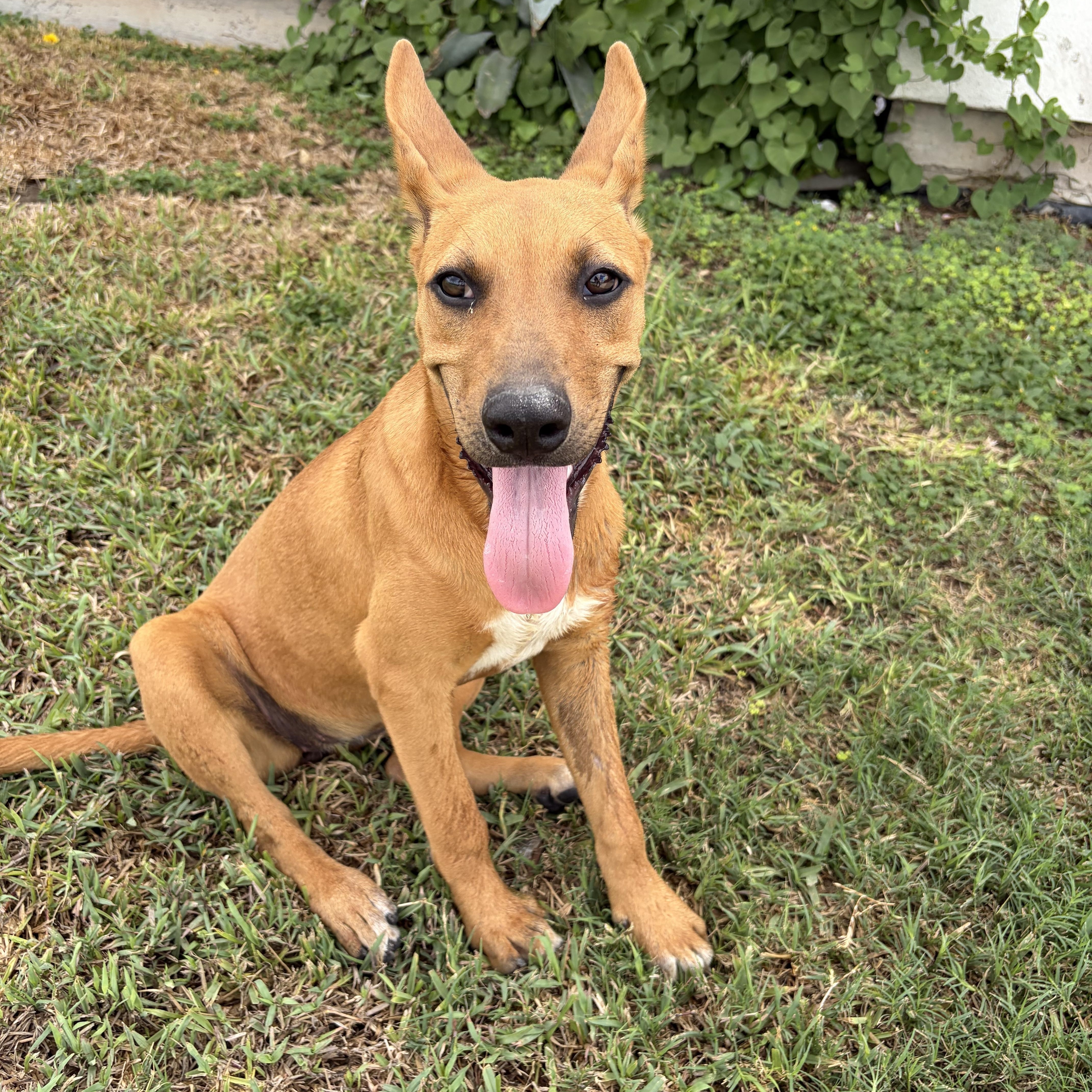 Ruby, Adoptable, Puppy Female Carolina Dog & Shepherd.