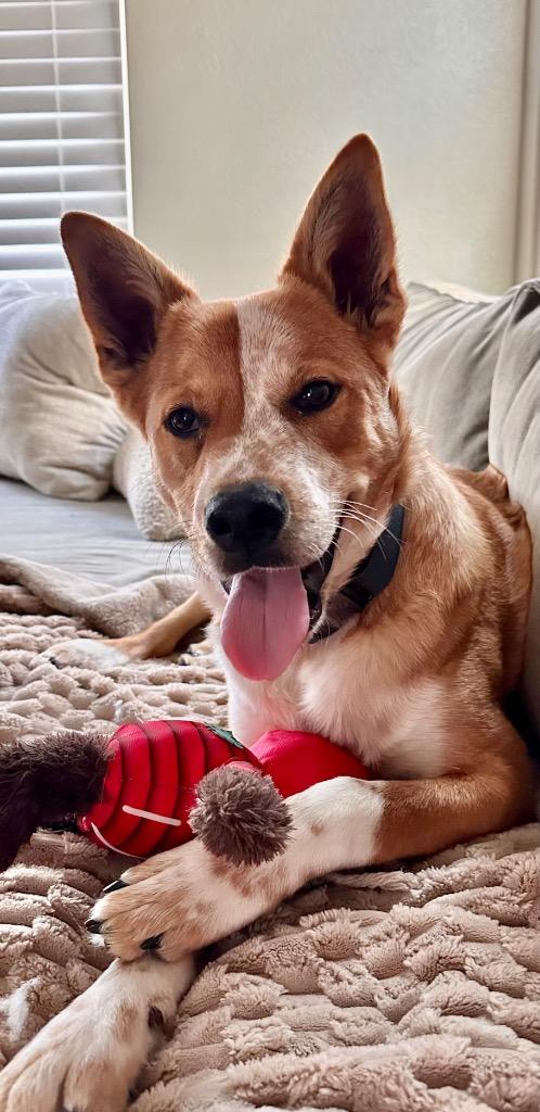 Tarantallegra, Adoptable, Young Male Cattle Dog.