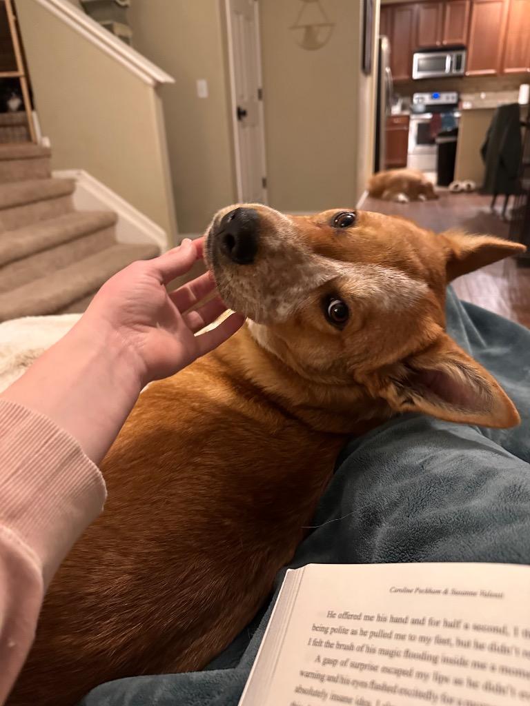 Enlarge Tarantallegra, a Adoptable Cattle Dog in Fort Lupton, CO image 2/4