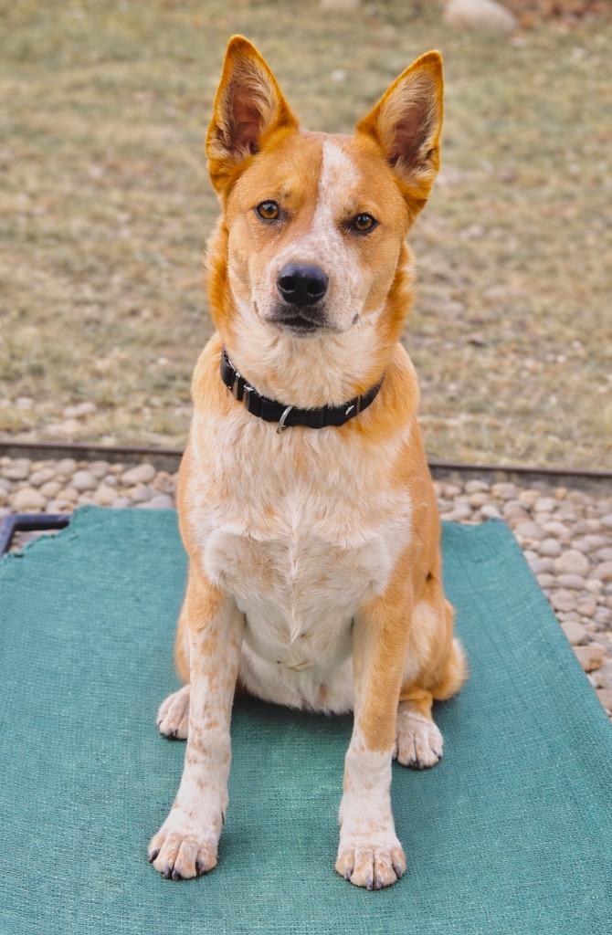 Enlarge Tarantallegra, a Adoptable Cattle Dog in Fort Lupton, CO image 3/4