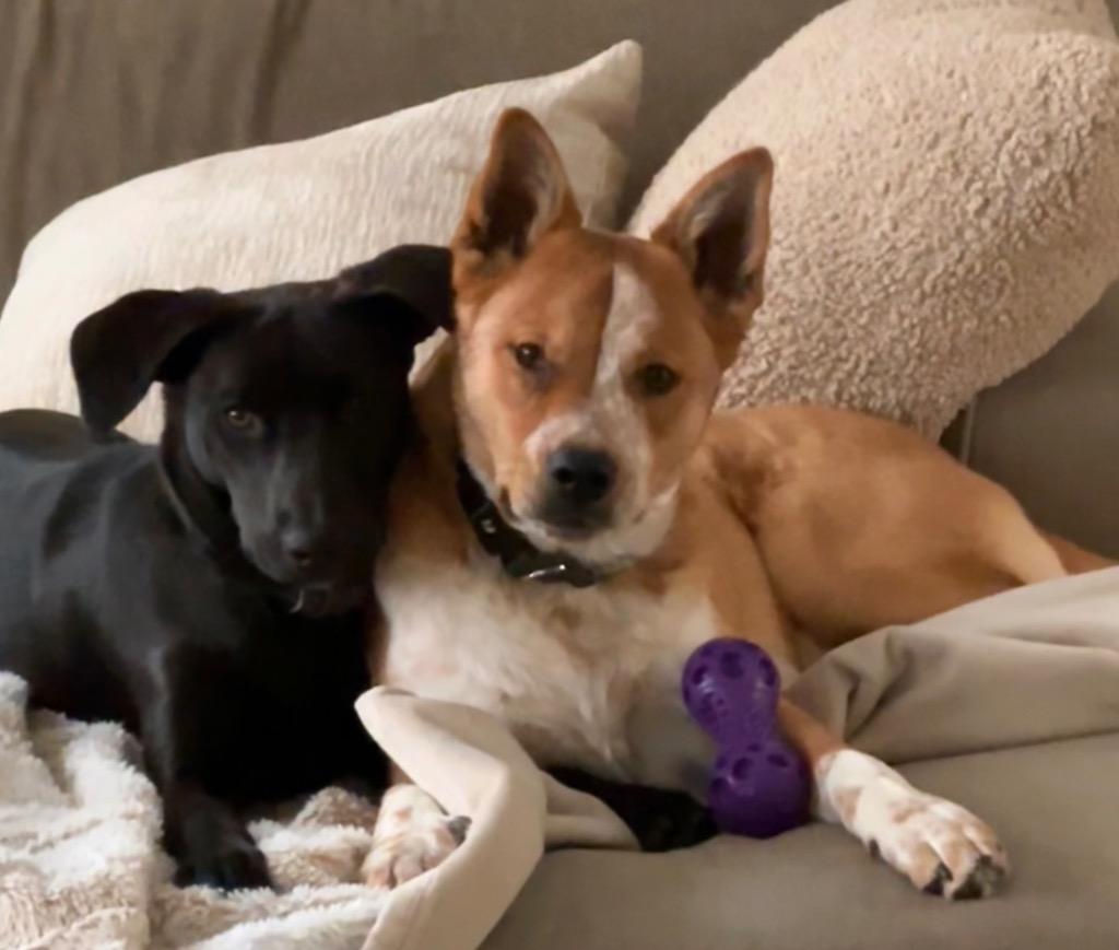 Enlarge Tarantallegra, a Adoptable Cattle Dog in Fort Lupton, CO image 4/4