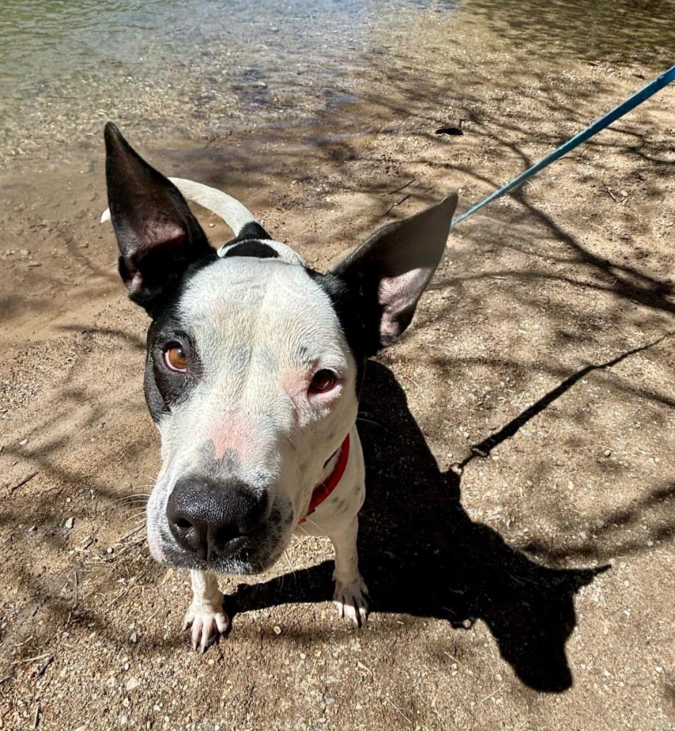 Happy, Adoptable, Young Female American Staffordshire Terrier.