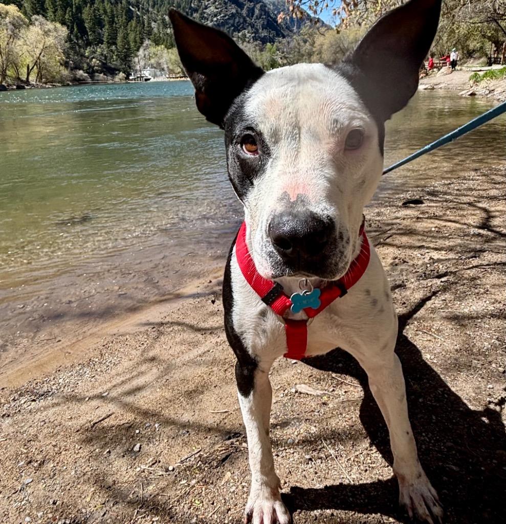 Enlarge Happy, a Adoptable mixed breed in Logan, UT image 2/3