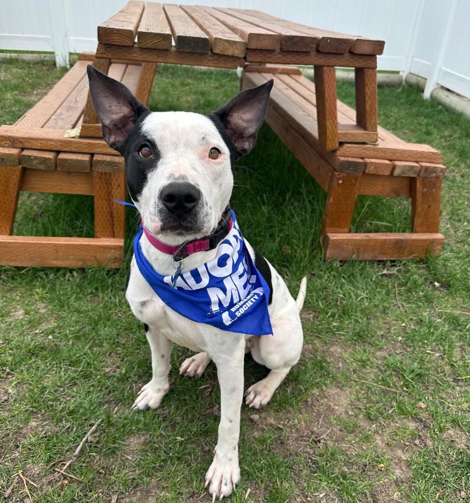 Happy, Adoptable, Young Female American Staffordshire Terrier.