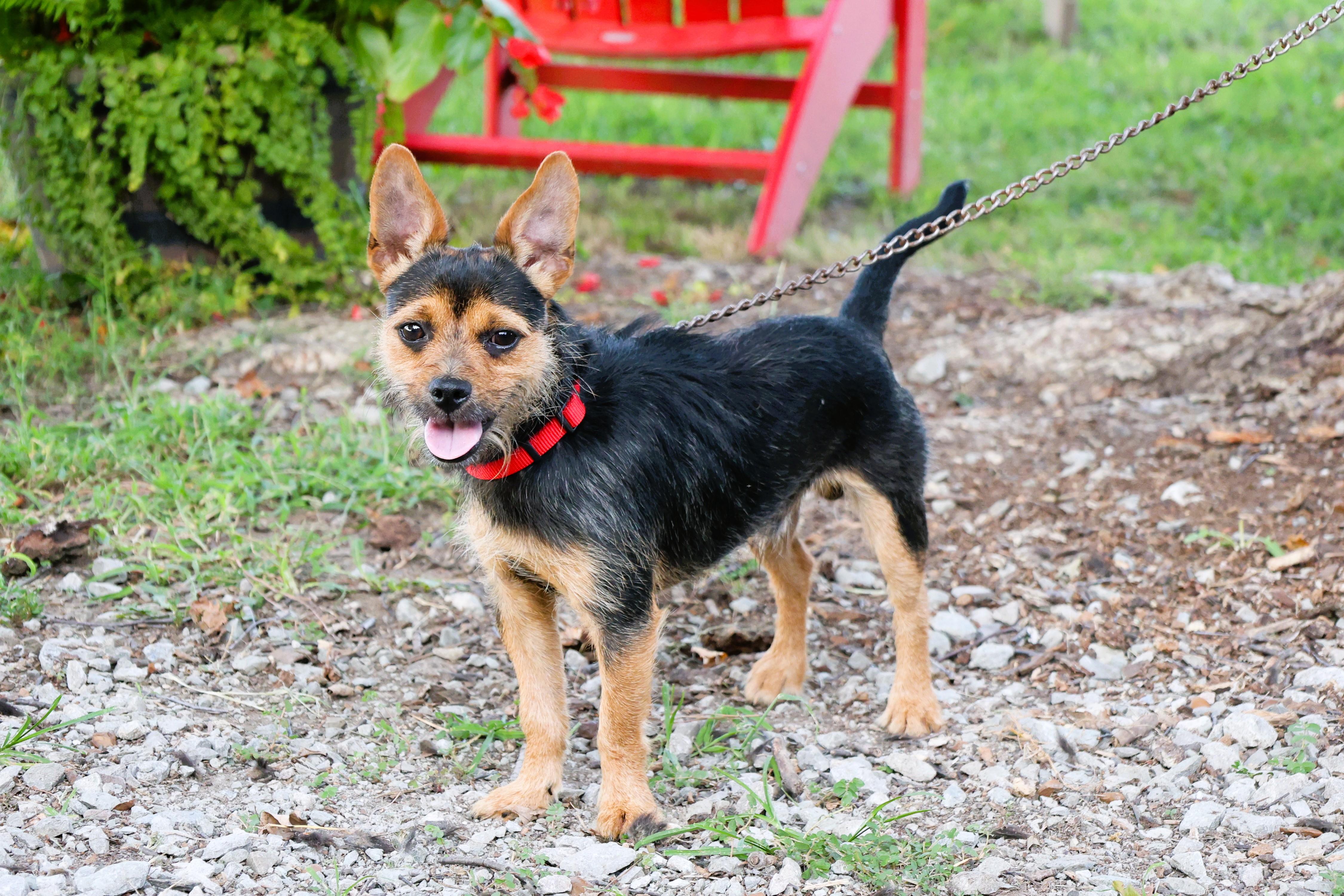 Enlarge ZEUS, a Adopted mixed breed in Harrisburg, PA image 3/6