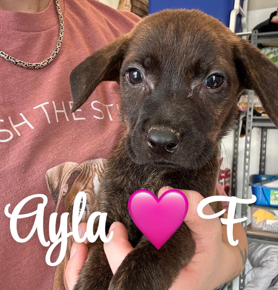 Ayla, ADOPTABLE, Puppy Female Catahoula Leopard Dog & Pit Bull Terrier.