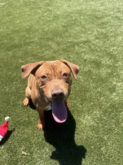 Lila, a Adoptable mixed breed in Lafayette, IN image 1/3