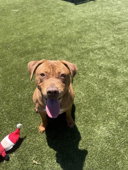 Lila, a Adoptable mixed breed in Lafayette, IN image 2/3