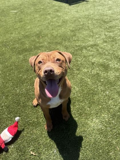Lila, a Adoptable mixed breed in Lafayette, IN image 3/3