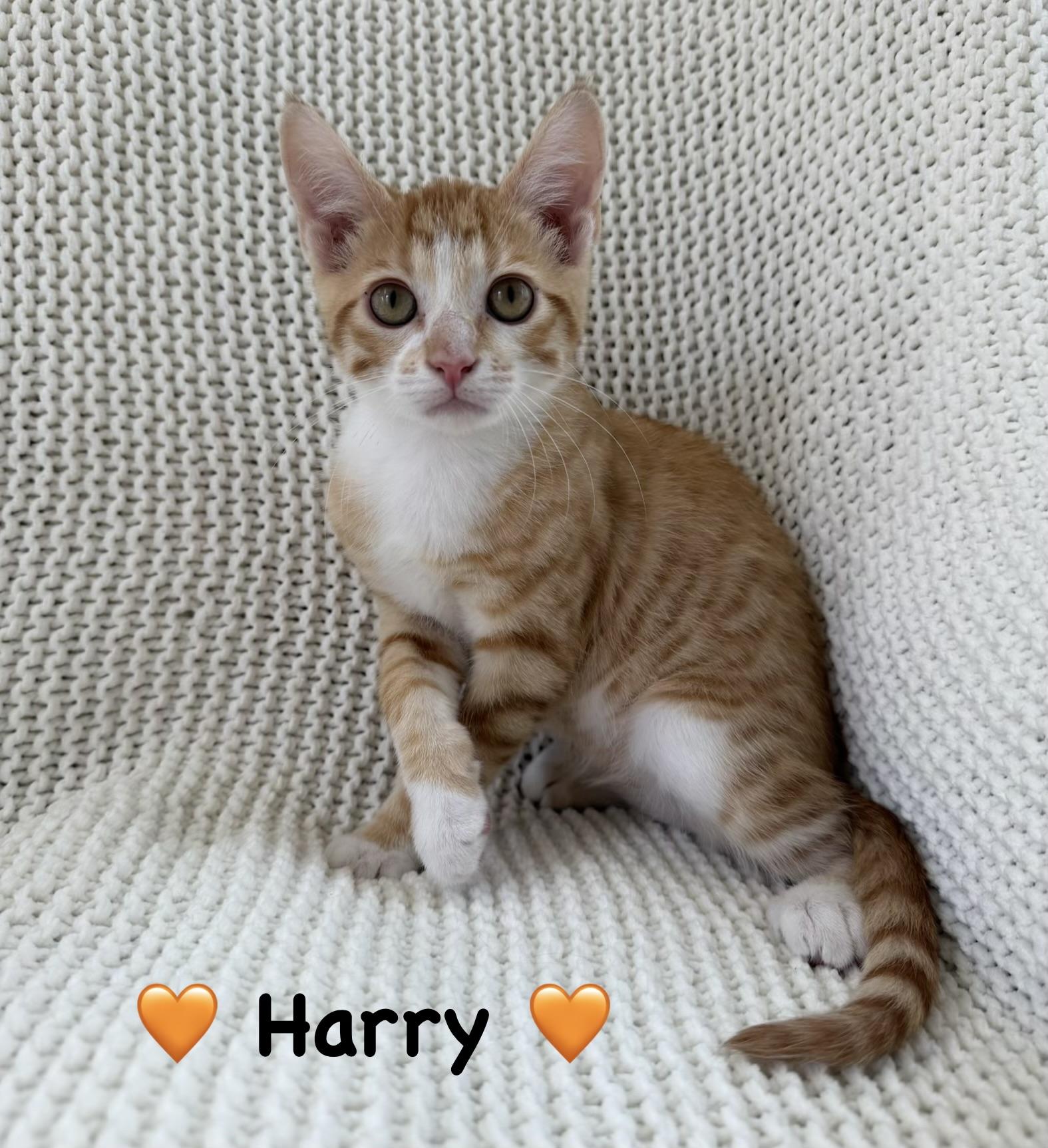 Harry, a ADOPTABLE Domestic Medium Hair in Copley, OH image 1/4