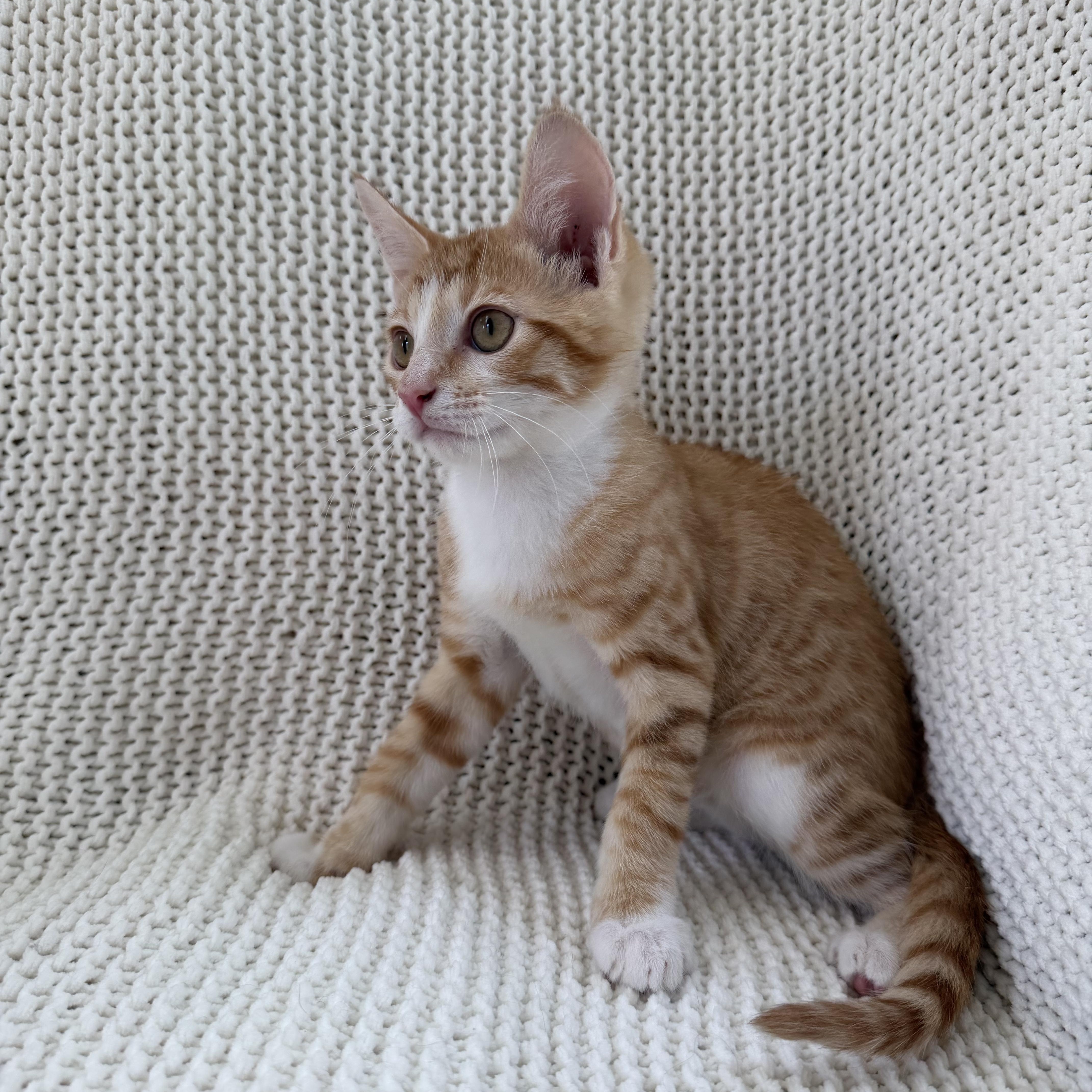 Harry, a ADOPTABLE Domestic Medium Hair in Copley, OH image 4/4