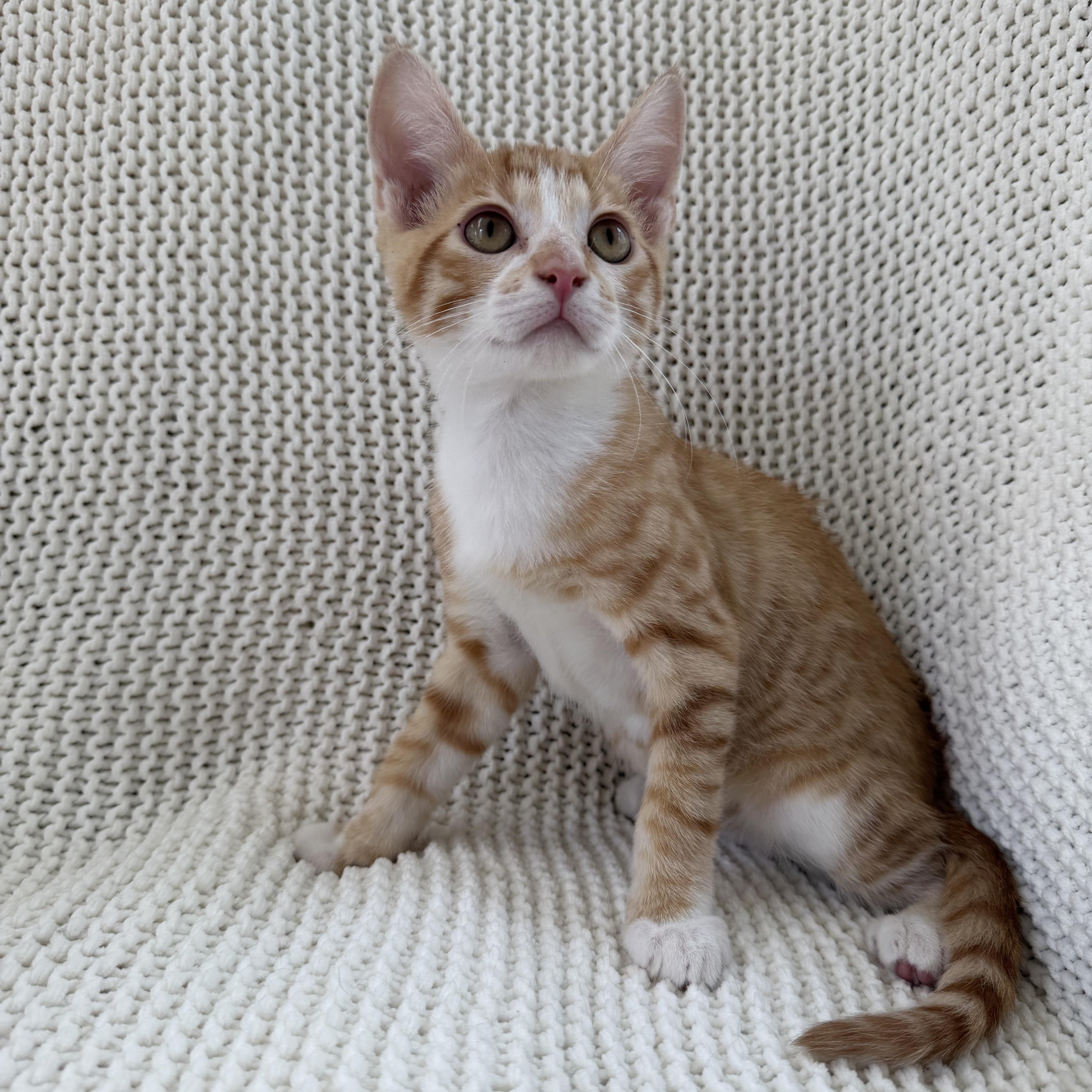 Harry, a ADOPTABLE Domestic Medium Hair in Copley, OH image 2/4