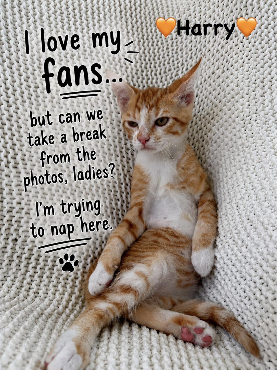 Harry, a ADOPTABLE Domestic Medium Hair in Copley, OH image 3/4