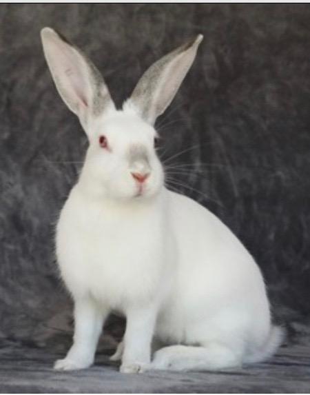 Enlarge Lily, a Adoptable Himalayan in Scotts Valley, CA image 1/1