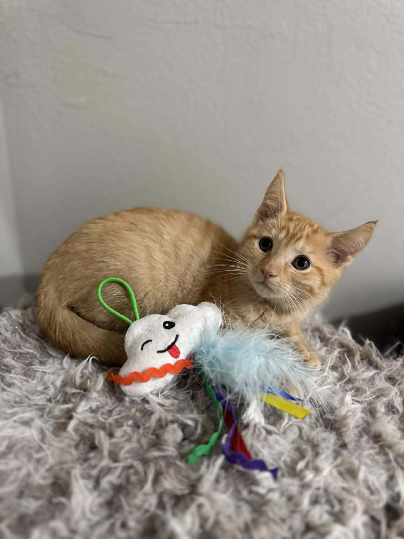 Enlarge Subscribe, a ADOPTABLE Domestic Short Hair in Myakka City, FL image 1/1