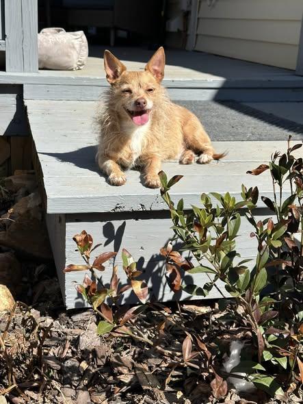 Enlarge Ruffy, a ADOPTABLE mixed breed in Wilkesboro, NC image 1/3