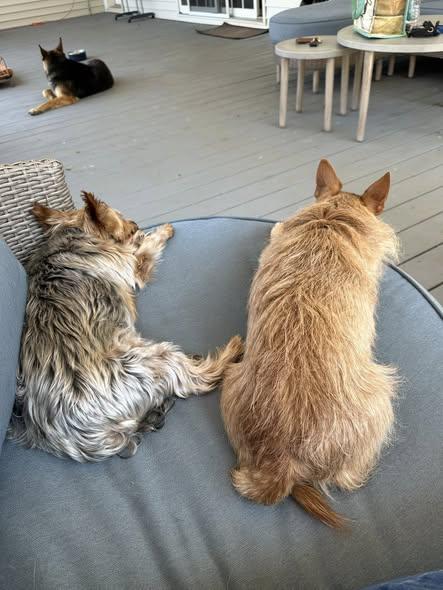 Enlarge Ruffy, a ADOPTABLE mixed breed in Wilkesboro, NC image 2/3