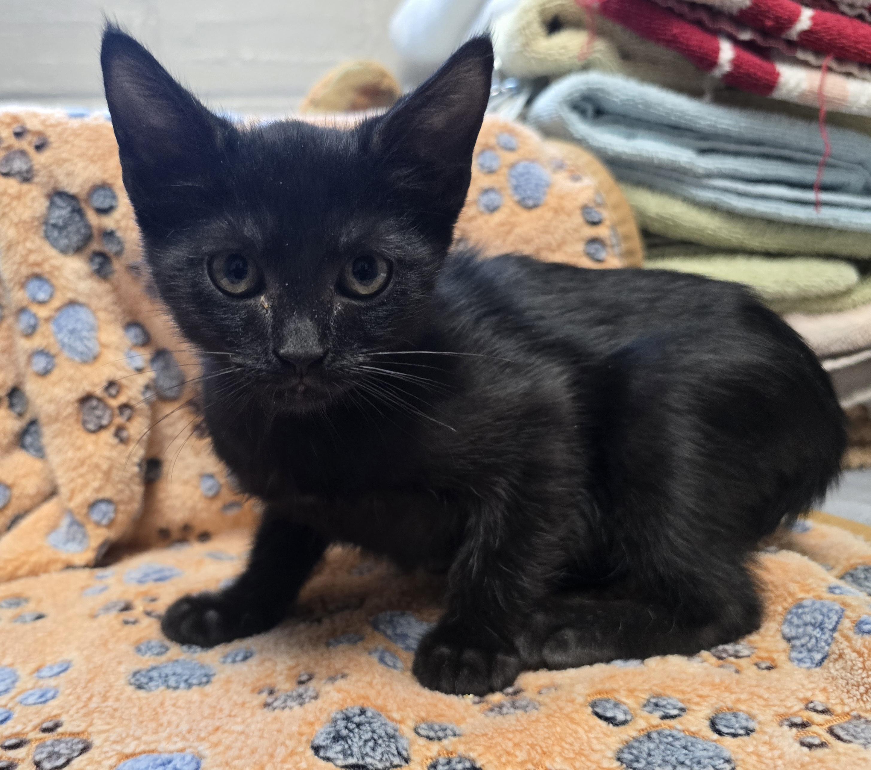 Dorinda, ADOPTABLE, Young Female Domestic Short Hair.