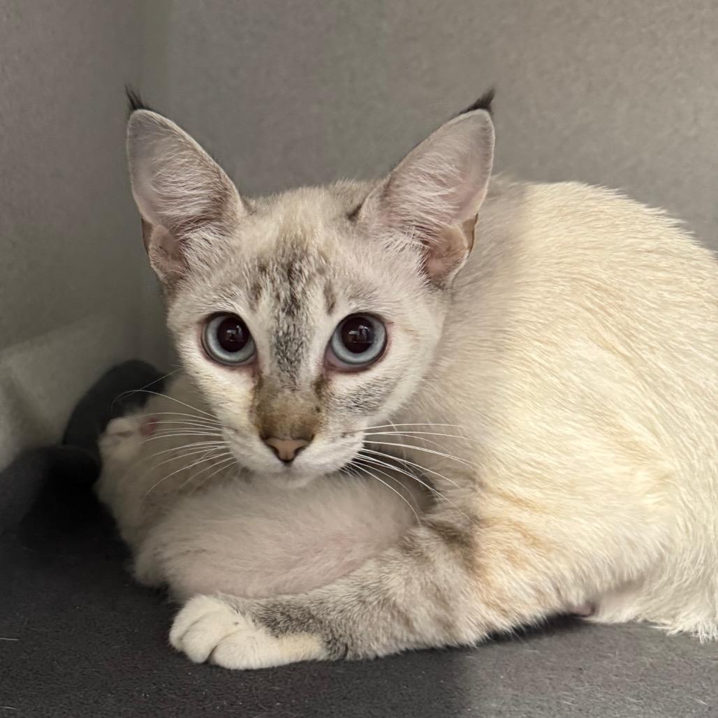 Enlarge Mama Pixie, a Adoptable Domestic Short Hair in Long Beach, CA image 1/3