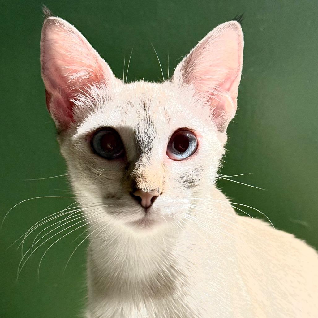 Enlarge Mama Pixie, a Adoptable Domestic Short Hair in Long Beach, CA image 2/3