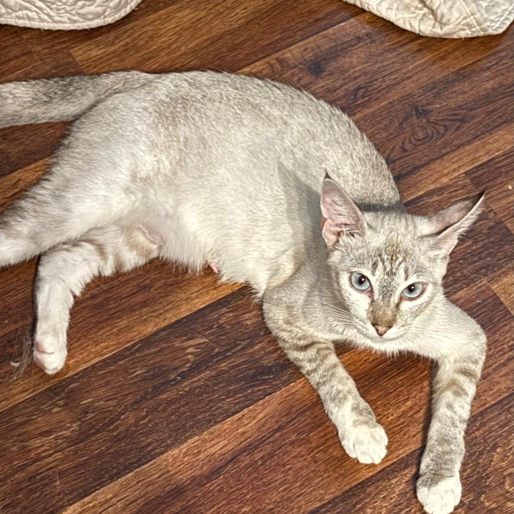 Enlarge Mama Pixie, a Adoptable Domestic Short Hair in Long Beach, CA image 3/3