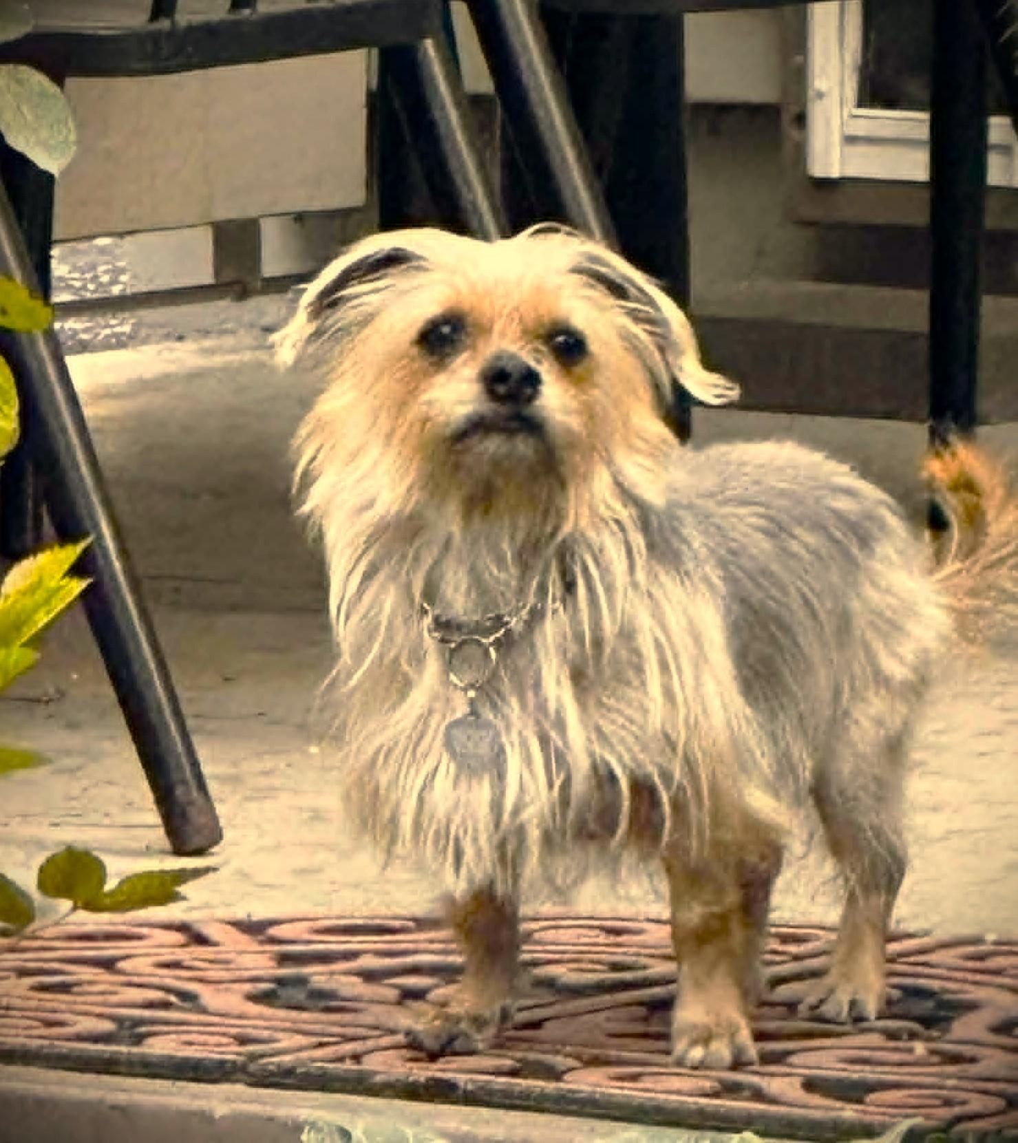 WICKET, a ADOPTABLE mixed breed in Yakima, WA image 6/6