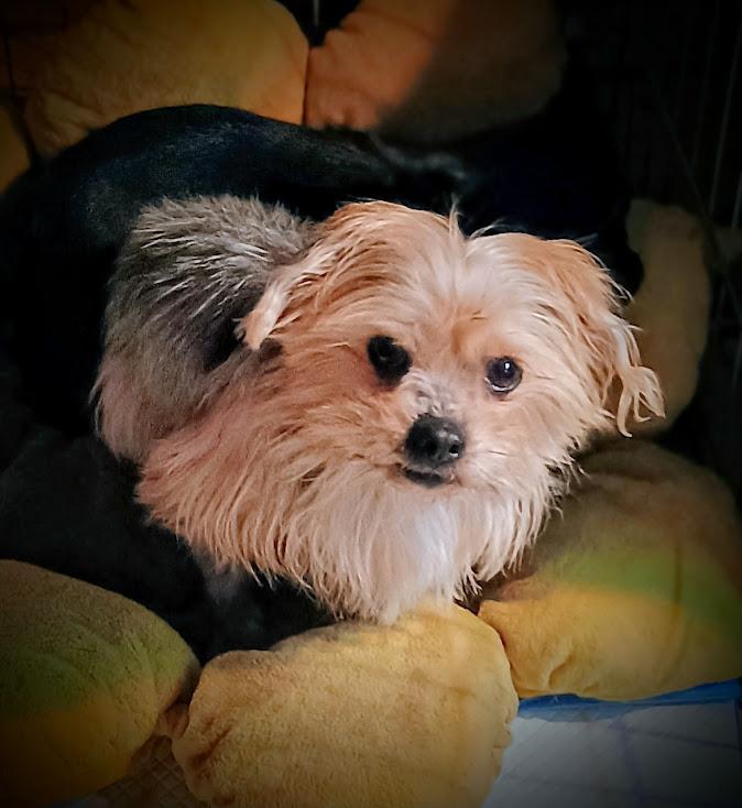 WICKET, a ADOPTABLE mixed breed in Yakima, WA image 5/6