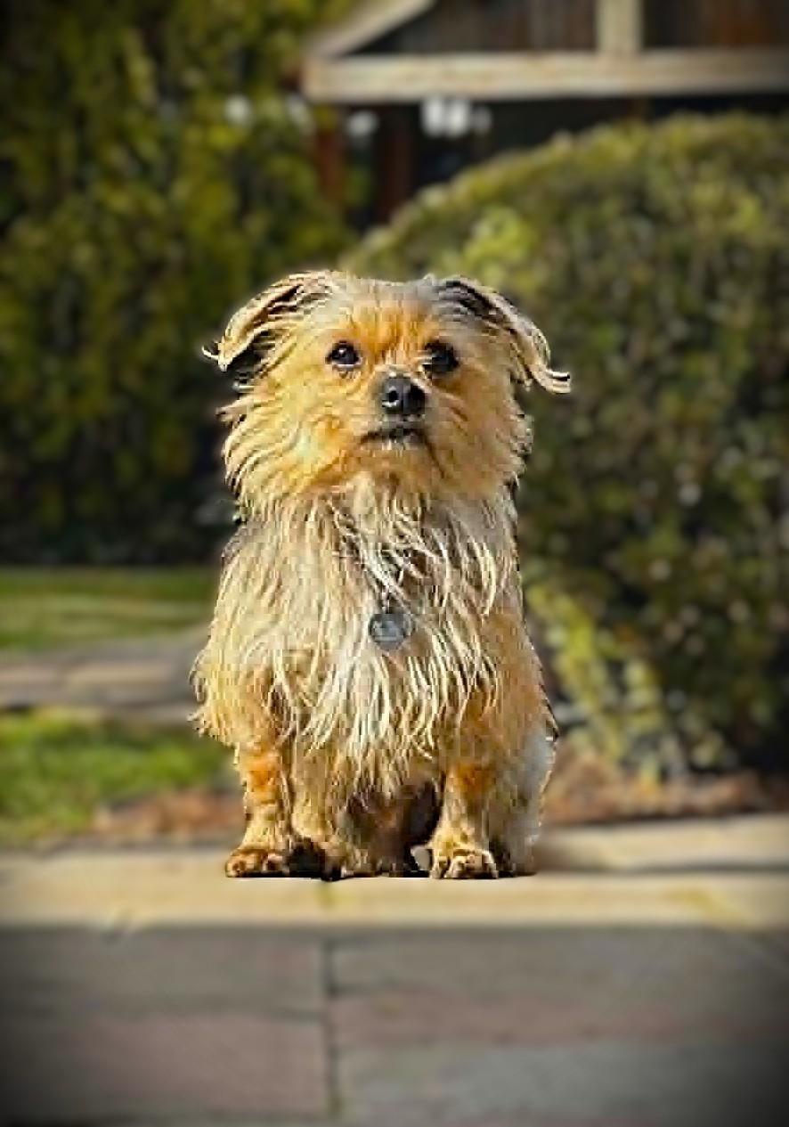 WICKET, a ADOPTABLE mixed breed in Yakima, WA image 2/6