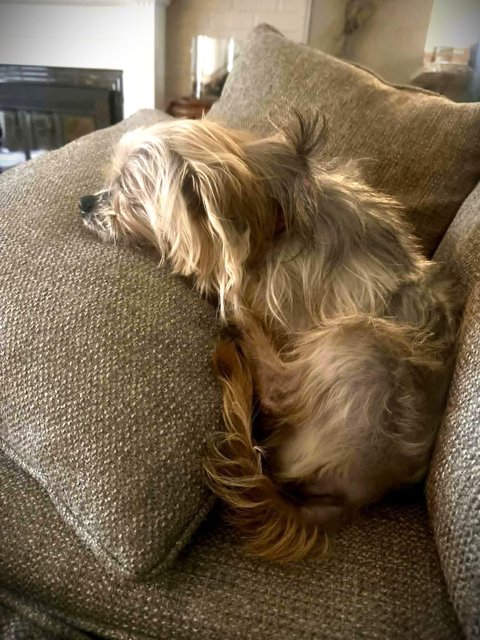 WICKET, a ADOPTABLE mixed breed in Yakima, WA image 3/6