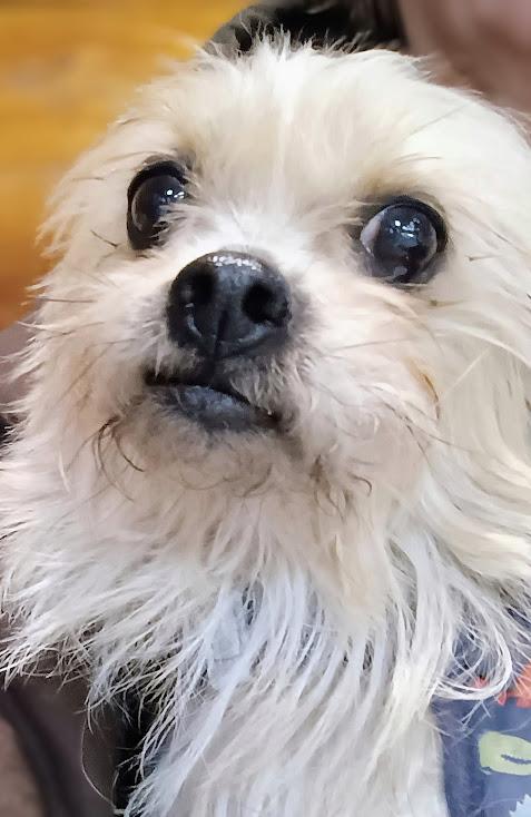 WICKET, a ADOPTABLE mixed breed in Yakima, WA image 4/6