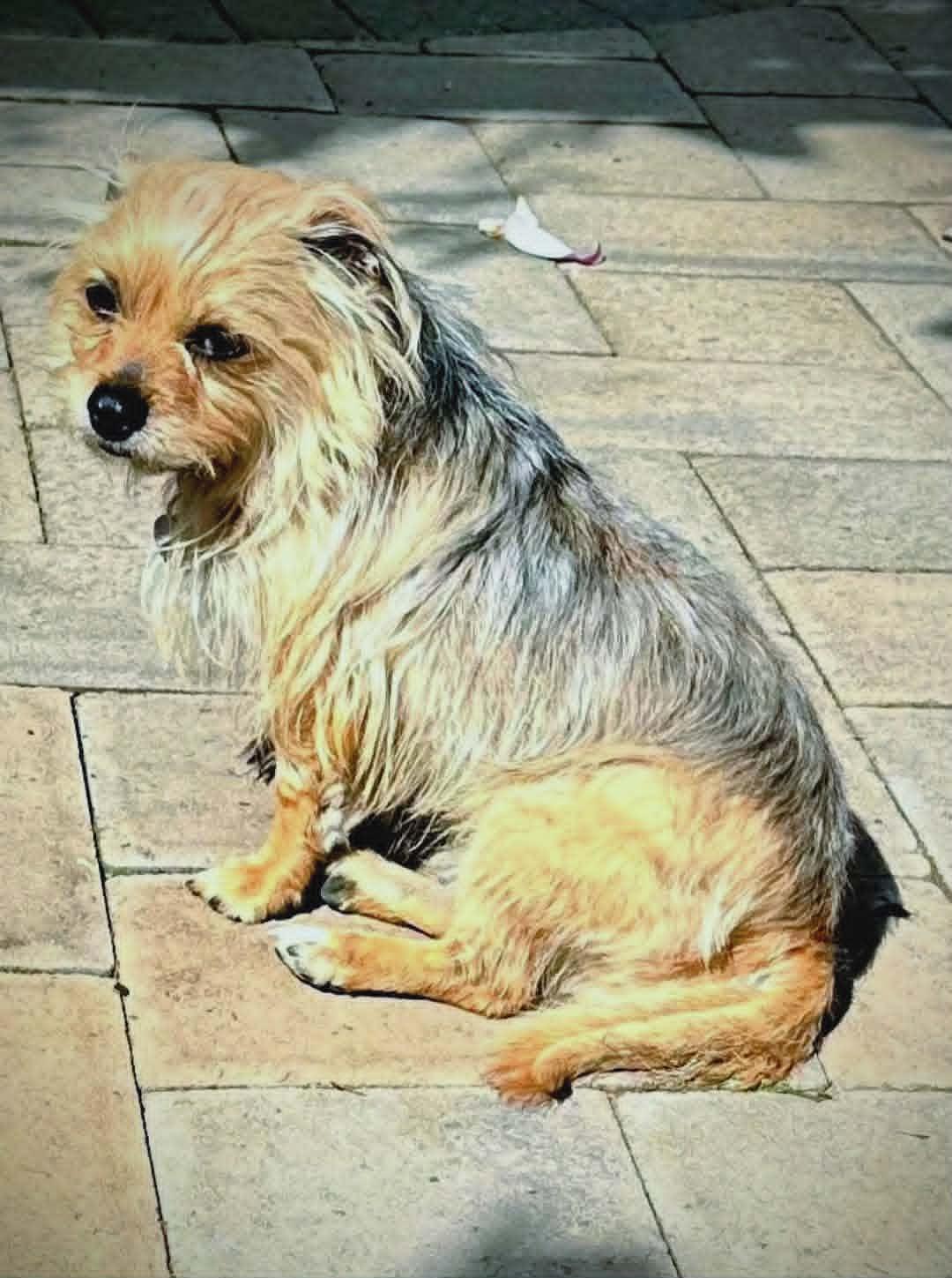 WICKET, an adopted mixed breed in Yakima, WA image 5/6
