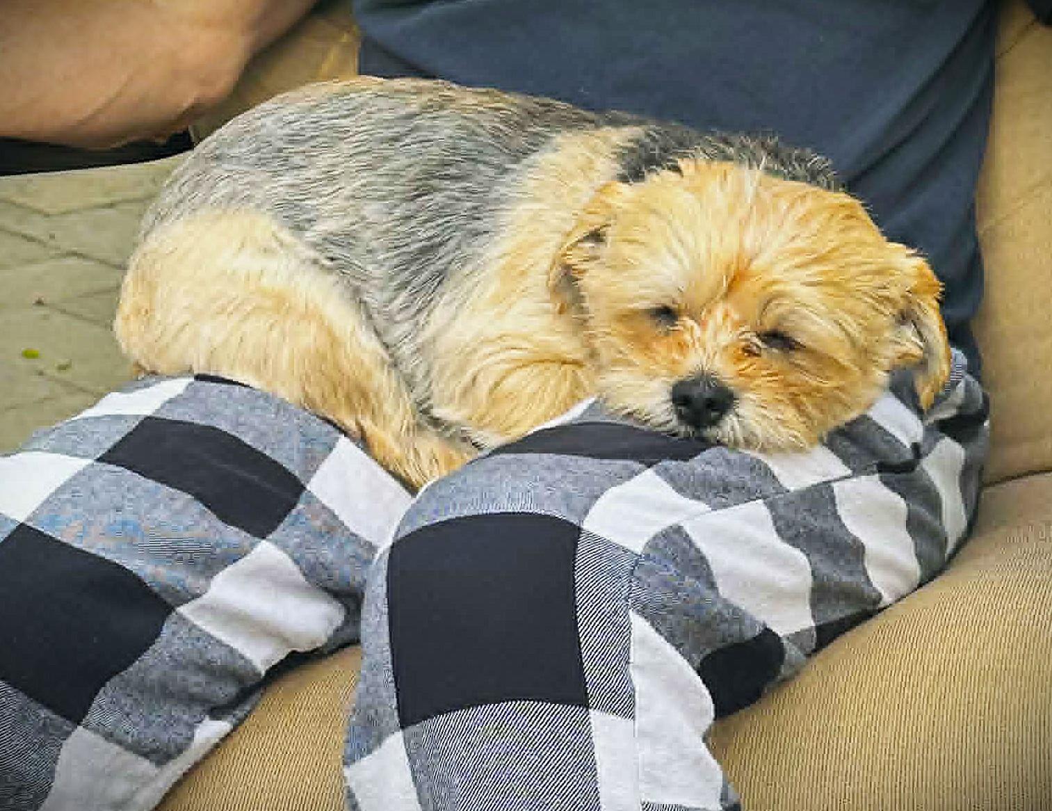 WICKET, adopted, Adult Male Yorkshire Terrier & Cairn Terrier.