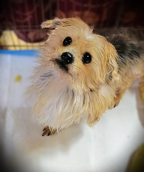 WICKET, ADOPTABLE, Adult Male Yorkshire Terrier & Cairn Terrier.