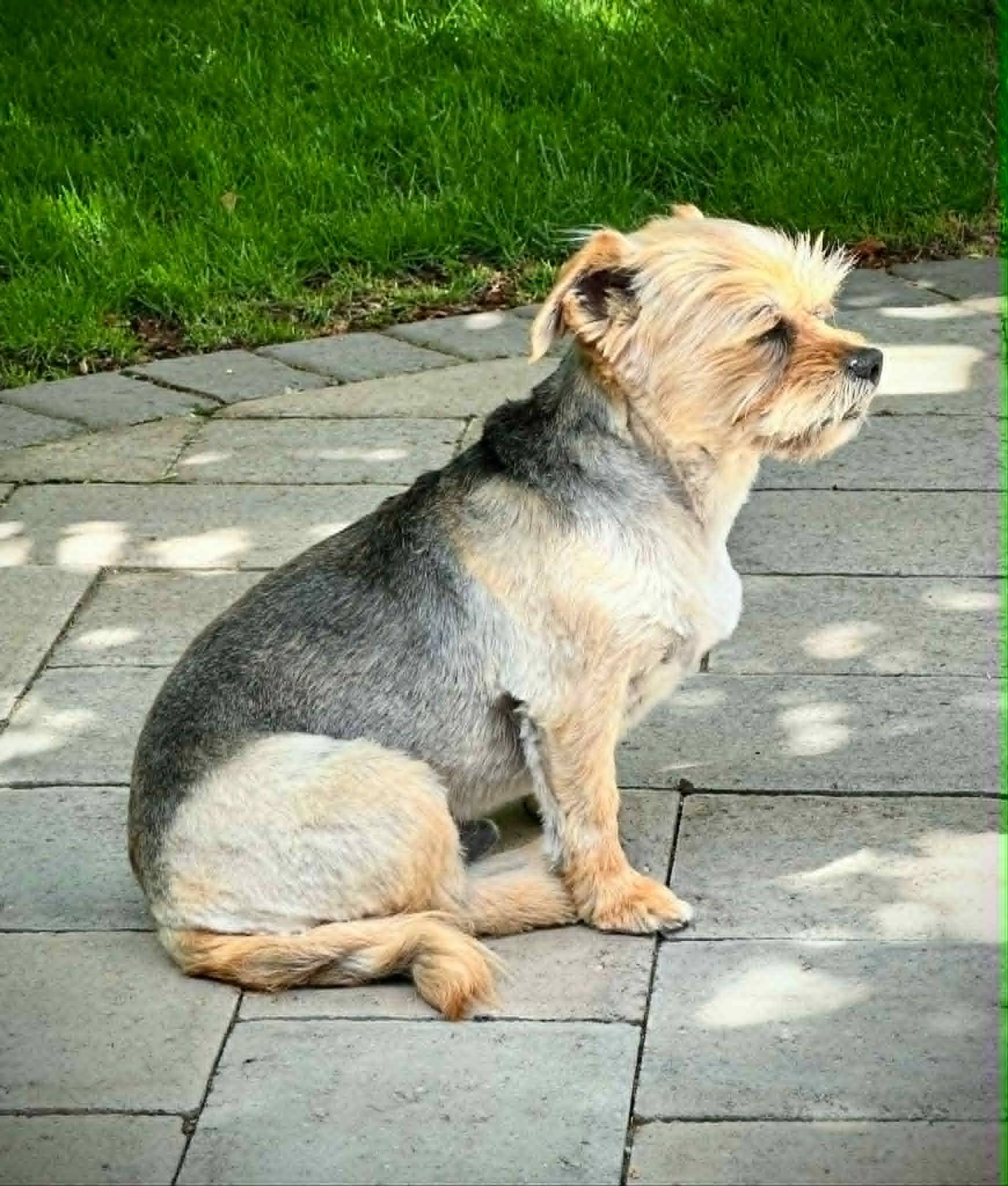 WICKET, an adopted mixed breed in Yakima, WA image 4/6